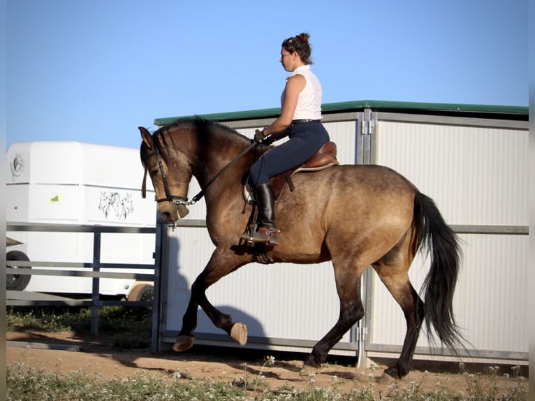 Andaluces Caballo castrado 16 años 171 cm Buckskin/Bayo in Valencia
