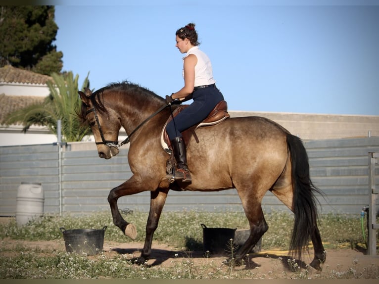 Andaluces Caballo castrado 16 años 171 cm Buckskin/Bayo in Valencia