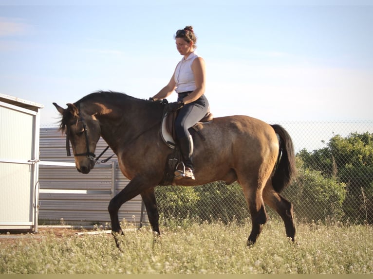 Andaluces Caballo castrado 16 años 171 cm Buckskin/Bayo in Valencia