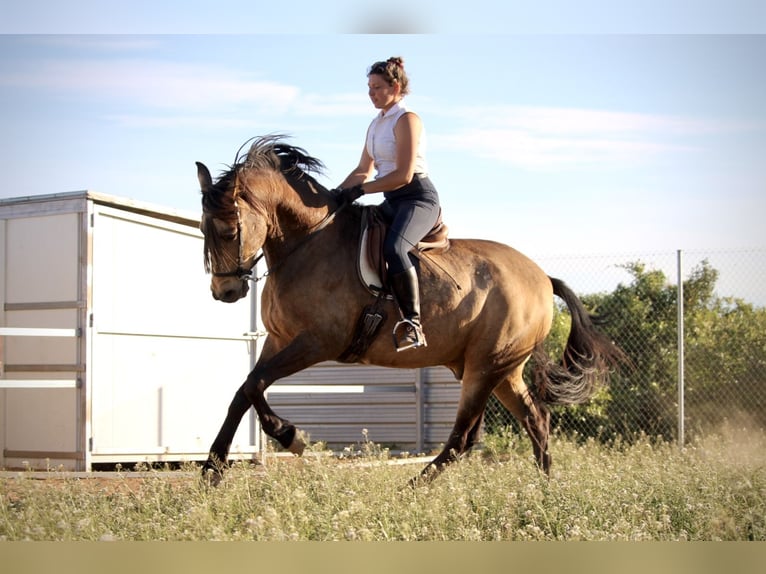 Andaluces Caballo castrado 16 años 171 cm Buckskin/Bayo in Valencia