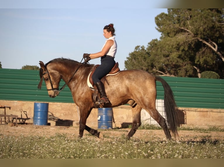 Andaluces Caballo castrado 16 años 171 cm Buckskin/Bayo in Valencia
