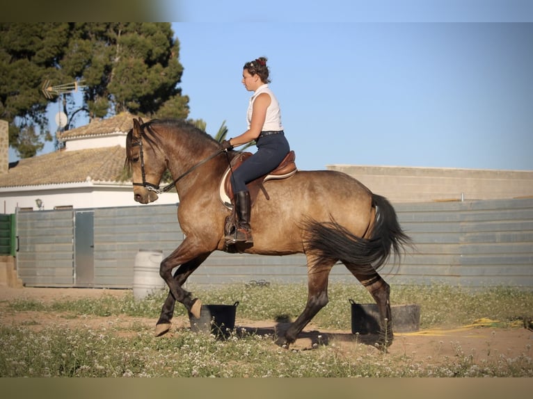 Andaluces Caballo castrado 16 años 171 cm Buckskin/Bayo in Valencia