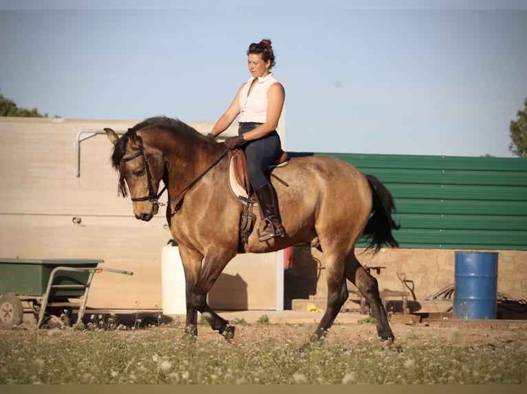Andaluces Caballo castrado 16 años 171 cm Buckskin/Bayo in Valencia