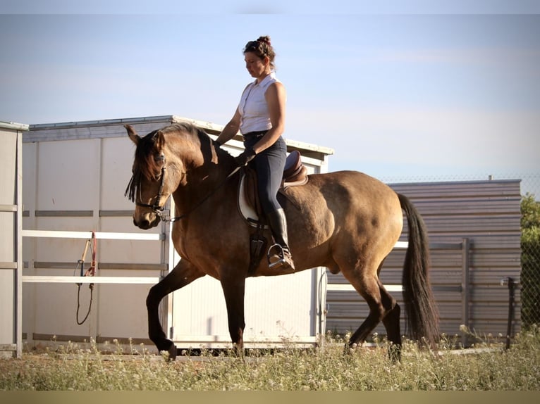 Andaluces Caballo castrado 16 años 171 cm Buckskin/Bayo in Valencia