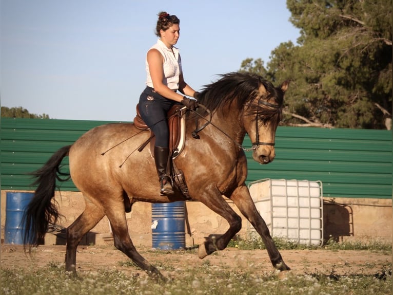Andaluces Caballo castrado 16 años 171 cm Buckskin/Bayo in Valencia