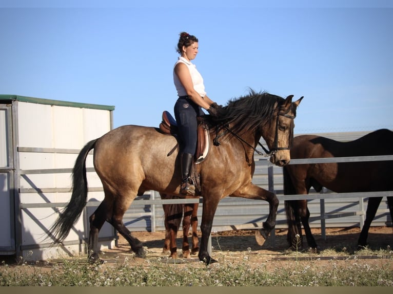 Andaluces Caballo castrado 16 años 171 cm Buckskin/Bayo in Valencia