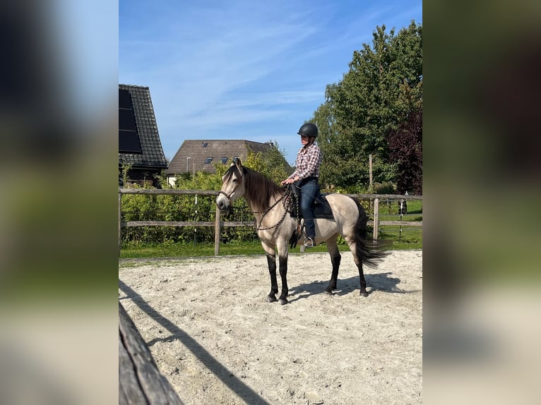 Andaluces Caballo castrado 17 años 148 cm Bayo in Coppenbrügge