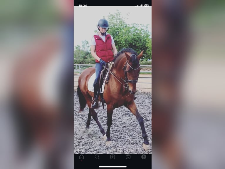 Andaluces Caballo castrado 17 años 155 cm Castaño in Salou