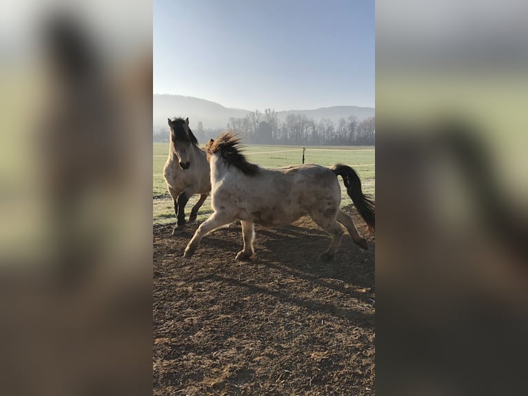 Andaluces Caballo castrado 17 años 156 cm Buckskin/Bayo in Stuttgart