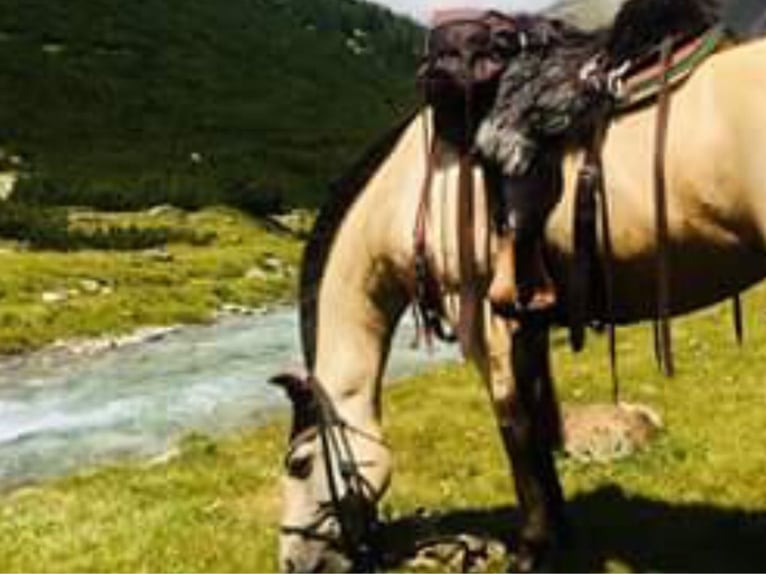 Andaluces Caballo castrado 17 años 156 cm Buckskin/Bayo in Stuttgart