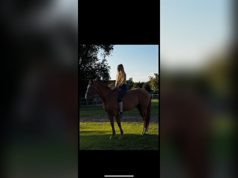 Andaluces Caballo castrado 17 años 160 cm Alazán in D&#xF6;rpen