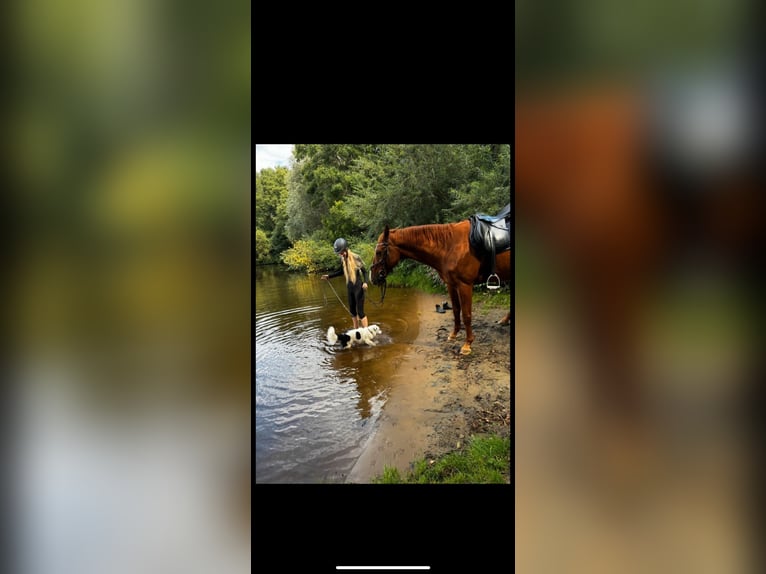 Andaluces Caballo castrado 17 años 160 cm Alazán in D&#xF6;rpen