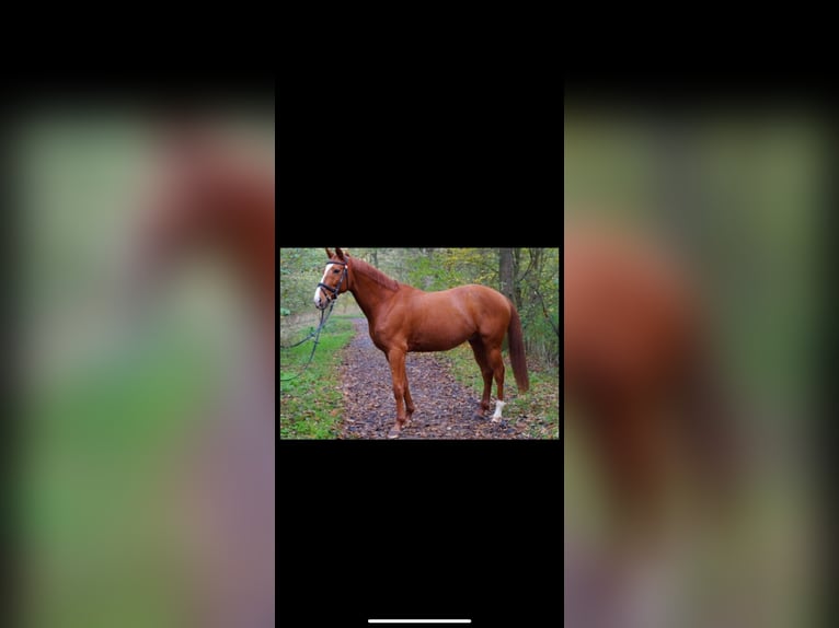 Andaluces Caballo castrado 17 años 160 cm Alazán in D&#xF6;rpen