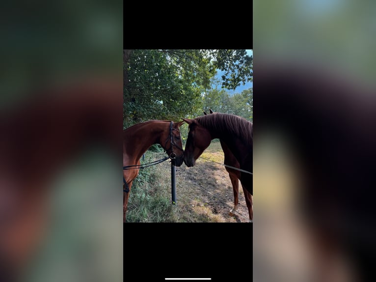 Andaluces Caballo castrado 17 años 160 cm Alazán in D&#xF6;rpen