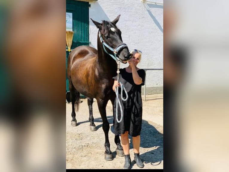 Andaluces Caballo castrado 17 años 164 cm Negro in München
