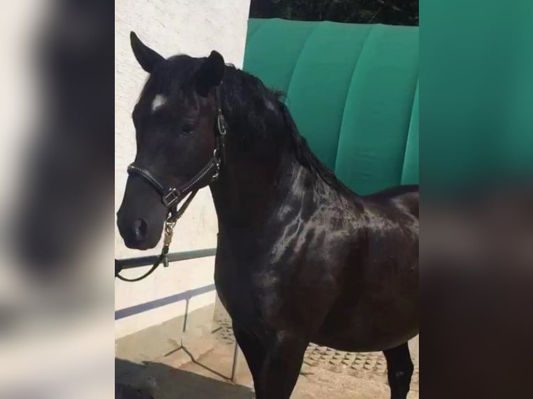 Andaluces Caballo castrado 17 años 164 cm Negro in München