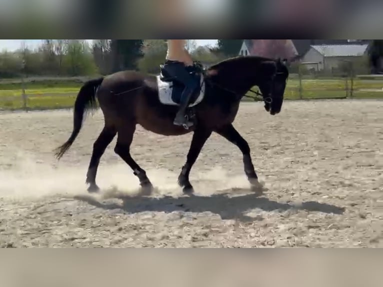 Andaluces Caballo castrado 17 años 164 cm Negro in München