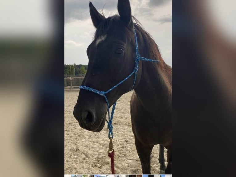 Andaluces Caballo castrado 17 años 164 cm Negro in München