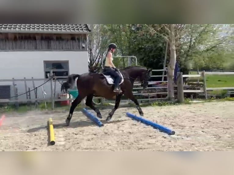 Andaluces Caballo castrado 17 años 164 cm Negro in München