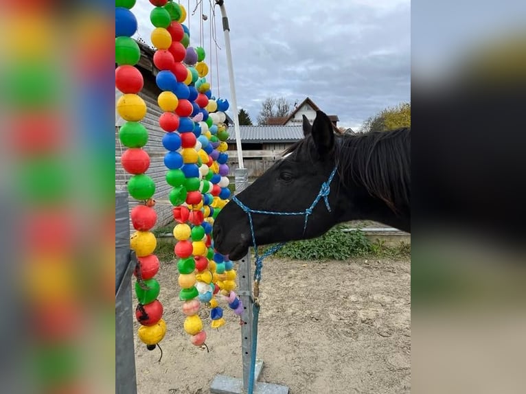 Andaluces Caballo castrado 17 años 164 cm Negro in München