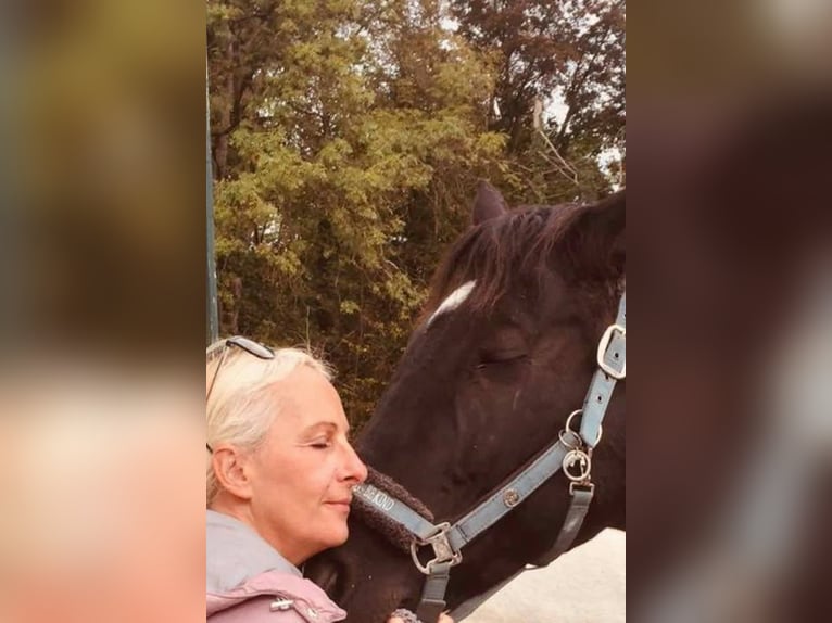Andaluces Caballo castrado 17 años 164 cm Negro in München