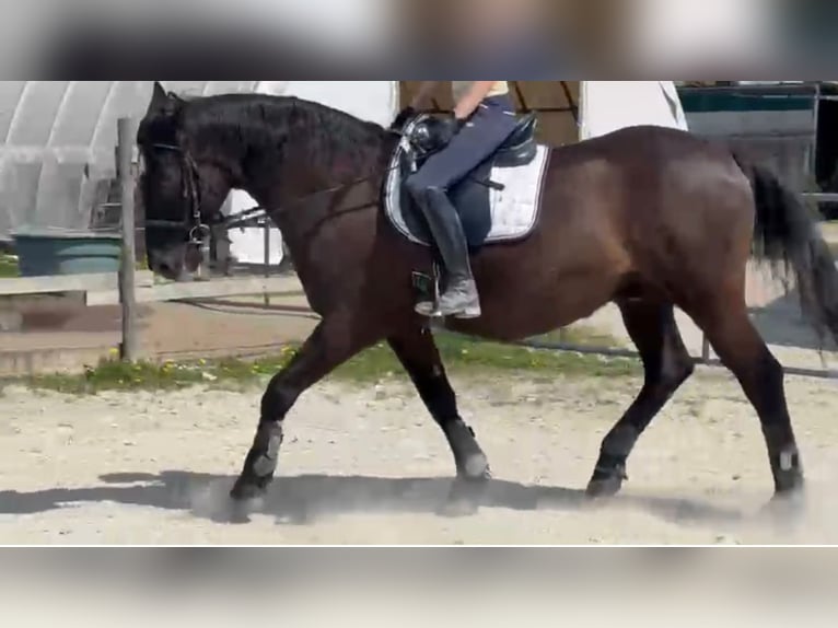 Andaluces Caballo castrado 17 años 164 cm Negro in München