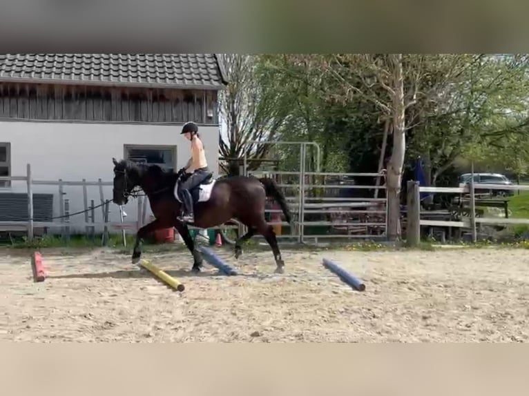 Andaluces Caballo castrado 17 años 164 cm Negro in München