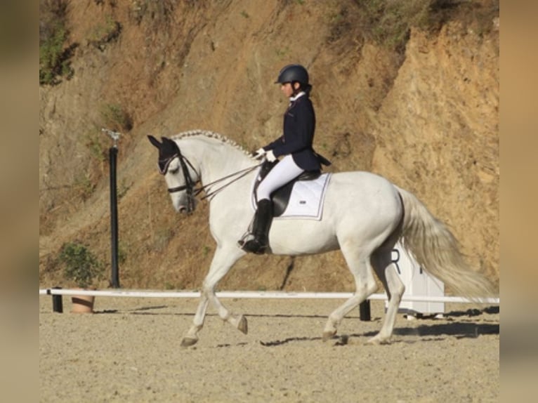 Andaluces Caballo castrado 17 años 171 cm Tordo in Marbella