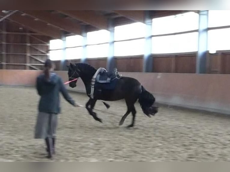 Andaluces Caballo castrado 18 años 153 cm Castaño oscuro in Stolberg (Rheinland)