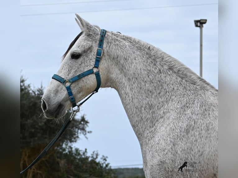 Andaluces Mestizo Caballo castrado 18 años 154 cm Tordo in Menorca