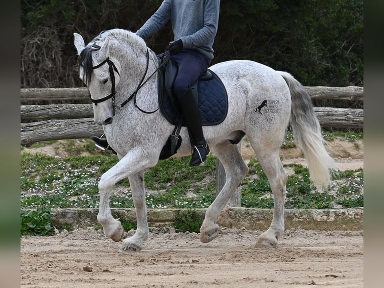 Andaluces Mestizo Caballo castrado 18 años 154 cm Tordo in Menorca