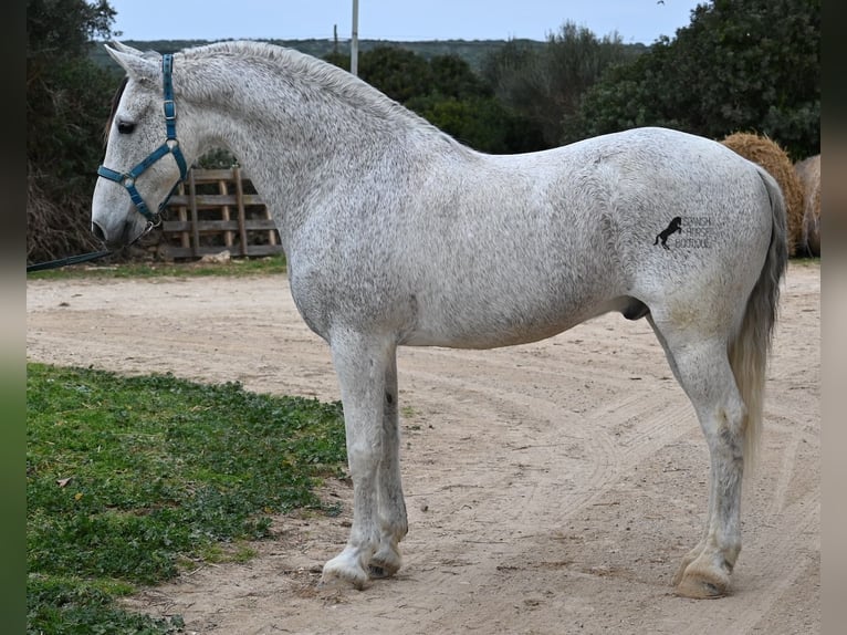 Andaluces Mestizo Caballo castrado 18 años 154 cm Tordo in Menorca