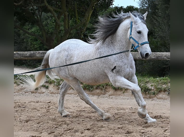 Andaluces Mestizo Caballo castrado 18 años 154 cm Tordo in Menorca