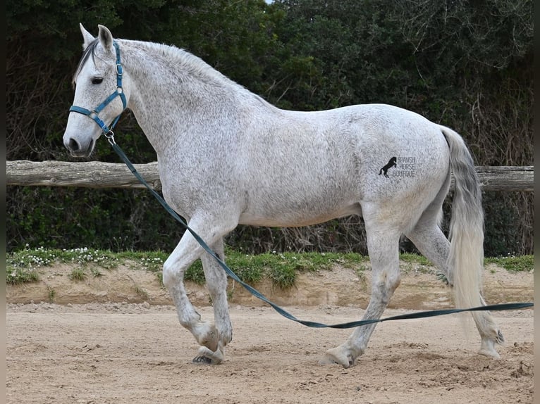 Andaluces Mestizo Caballo castrado 18 años 154 cm Tordo in Menorca