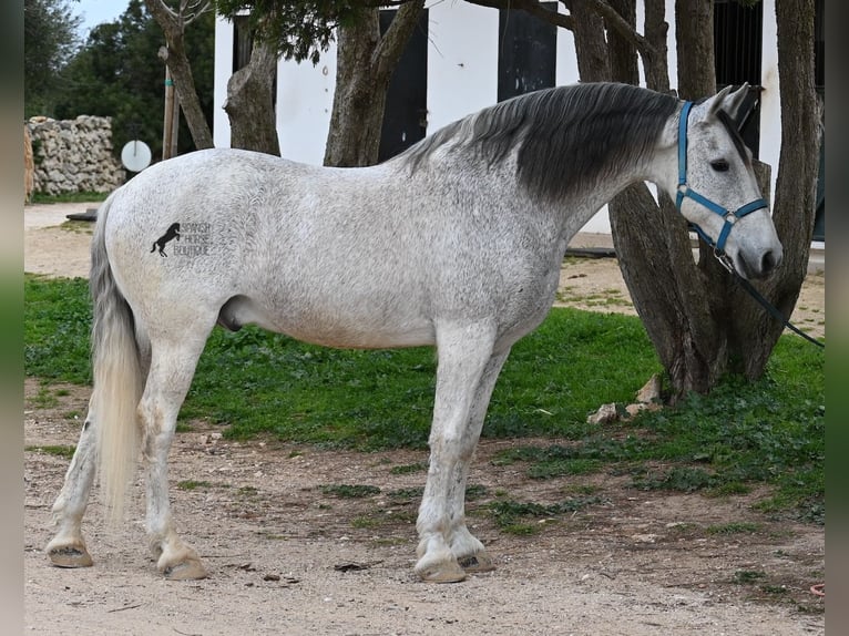 Andaluces Mestizo Caballo castrado 18 años 154 cm Tordo in Menorca