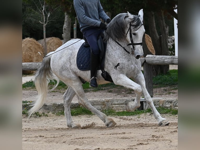 Andaluces Mestizo Caballo castrado 18 años 154 cm Tordo in Menorca