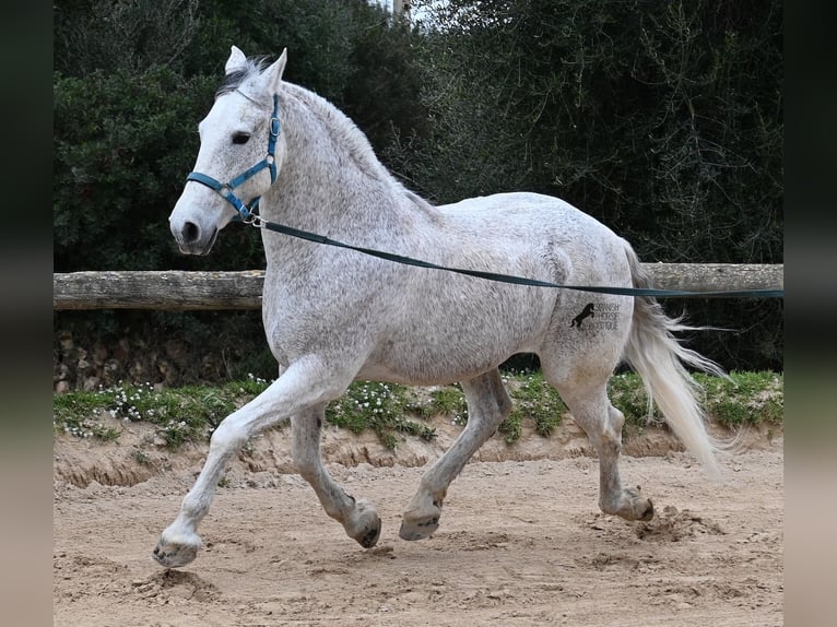 Andaluces Mestizo Caballo castrado 18 años 154 cm Tordo in Menorca