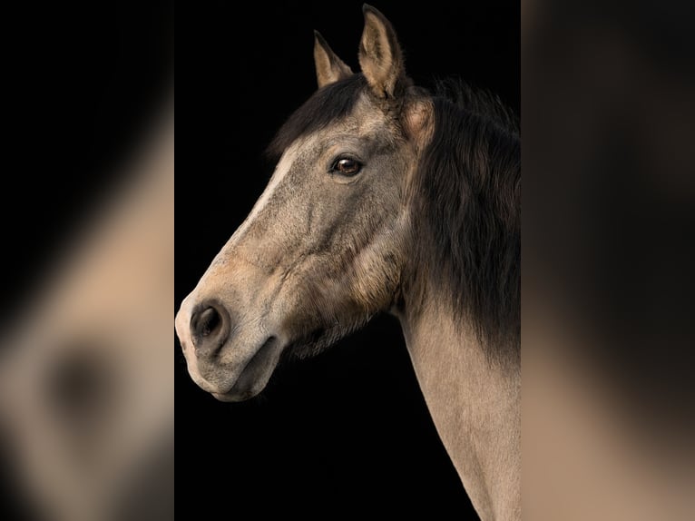 Andaluces Mestizo Caballo castrado 19 años 153 cm Buckskin/Bayo in Wuppertal