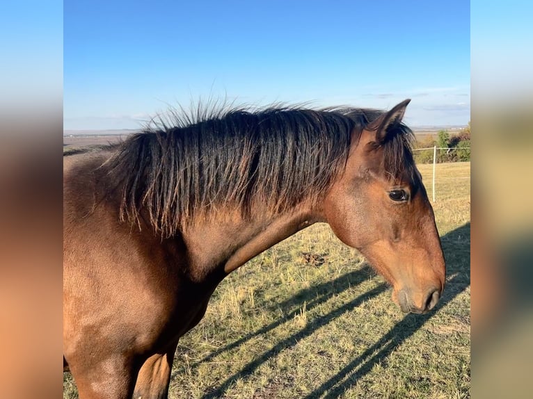 Andaluces Caballo castrado 1 año 160 cm Castaño in Ballenstedt
