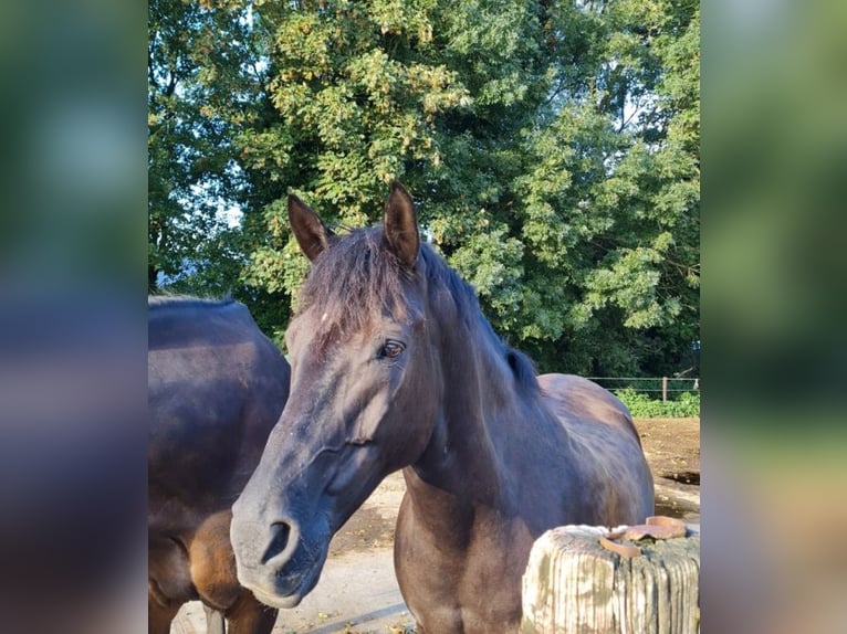 Andaluces Mestizo Caballo castrado 20 años 158 cm Negro in Renkum