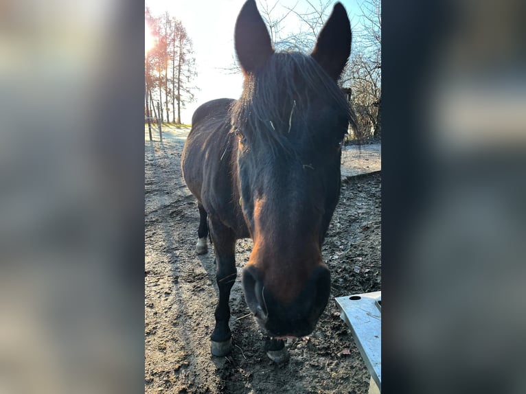 Andaluces Mestizo Caballo castrado 21 años in Stolpen