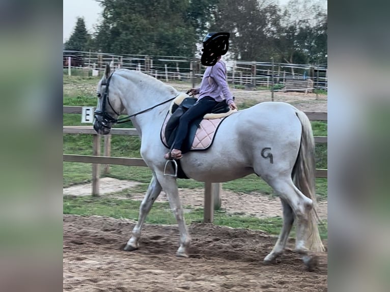 Andaluces Caballo castrado 22 años 160 cm Tordo in Belfeld