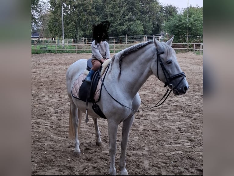 Andaluces Caballo castrado 22 años 160 cm Tordo in Belfeld