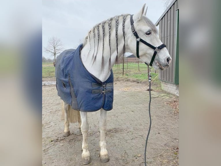 Andaluces Caballo castrado 22 años 160 cm Tordo in Belfeld