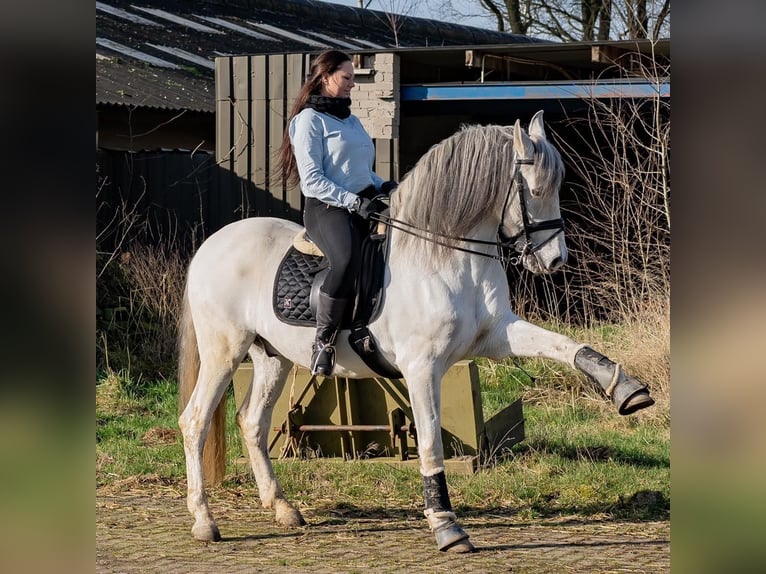 Andaluces Caballo castrado 22 años 160 cm Tordo in Belfeld