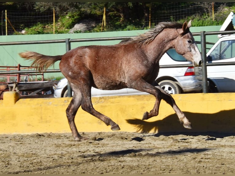 Andaluces Caballo castrado 2 años 154 cm Tordo in Provinz Malaga