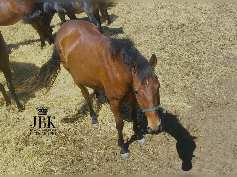Andaluces Caballo castrado 2 años 155 cm Castaño in Tabernas Almeria