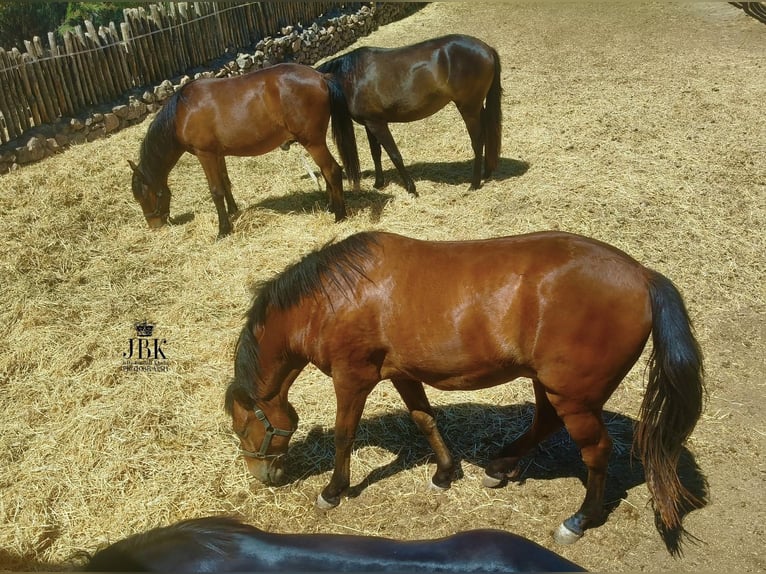 Andaluces Caballo castrado 2 años 156 cm Castaño in Tabernas Almeria