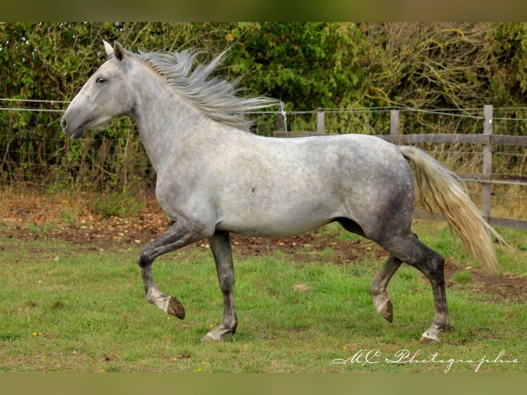 Andaluces Caballo castrado 2 años 156 cm Tordo in Polenz