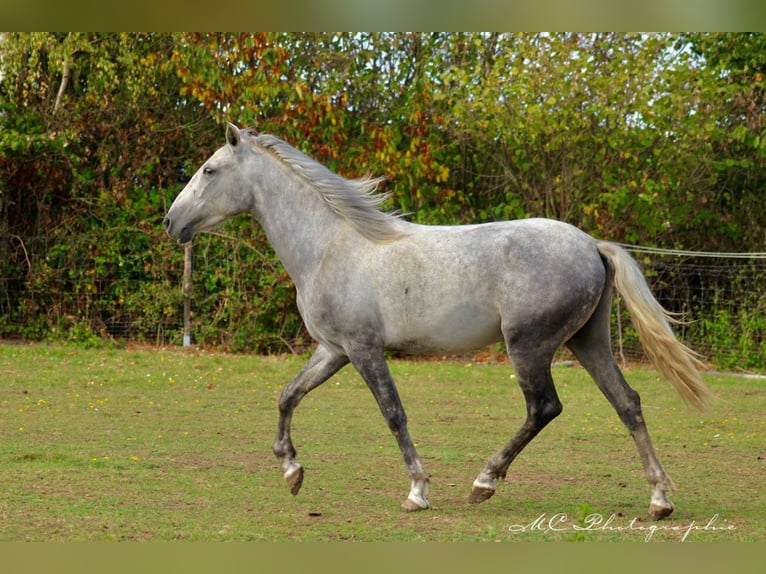 Andaluces Caballo castrado 2 años 156 cm Tordo in Polenz